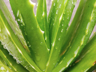 Close-up of fresh aloe vera leaves glistening with morning dew.