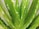 Close-up view of green aloe vera leaves with water droplets on them, exhibiting a fresh and natural look.