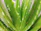 Close-up of hands applying aloe vera body lotion with fresh aloe leaves in background