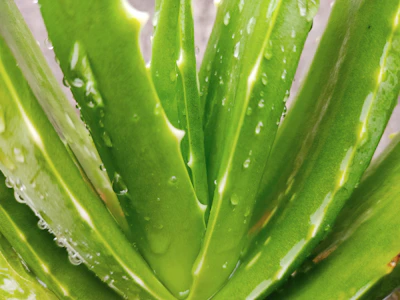 Close-up of fresh aloe vera leaves with droplets of water glistening in soft natural light