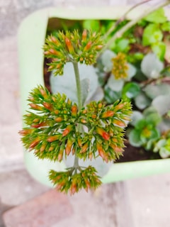 A close-up view of a plant with clusters of small, elongated flower buds that transition from green to reddish tips. The plant is situated in a green pot with other foliage visible in the background, indicating a small garden setting.
