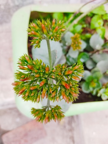 A close-up view of a plant with clusters of small, elongated flower buds that transition from green to reddish tips. The plant is situated in a green pot with other foliage visible in the background, indicating a small garden setting.