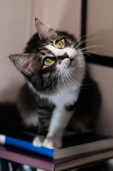 A mischievous tabby cat wearing oversized glasses, perched on a stack of books with a sly grin.