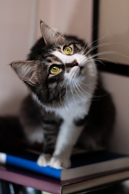 A fluffy tabby cat with white and dark brown fur sits on a stack of books, gazing upwards with its bright green eyes. Its head is tilted slightly to the side, giving it a curious and attentive appearance. The background is softly blurred, focusing the attention on the cat.