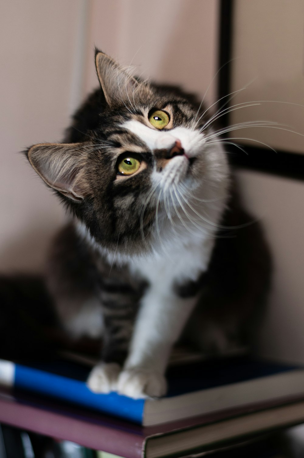 gato blanco y negro sobre mesa negra