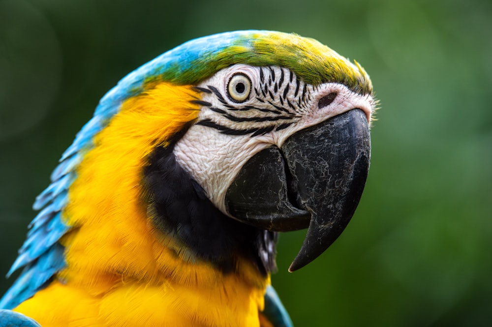 yellow blue and green parrot