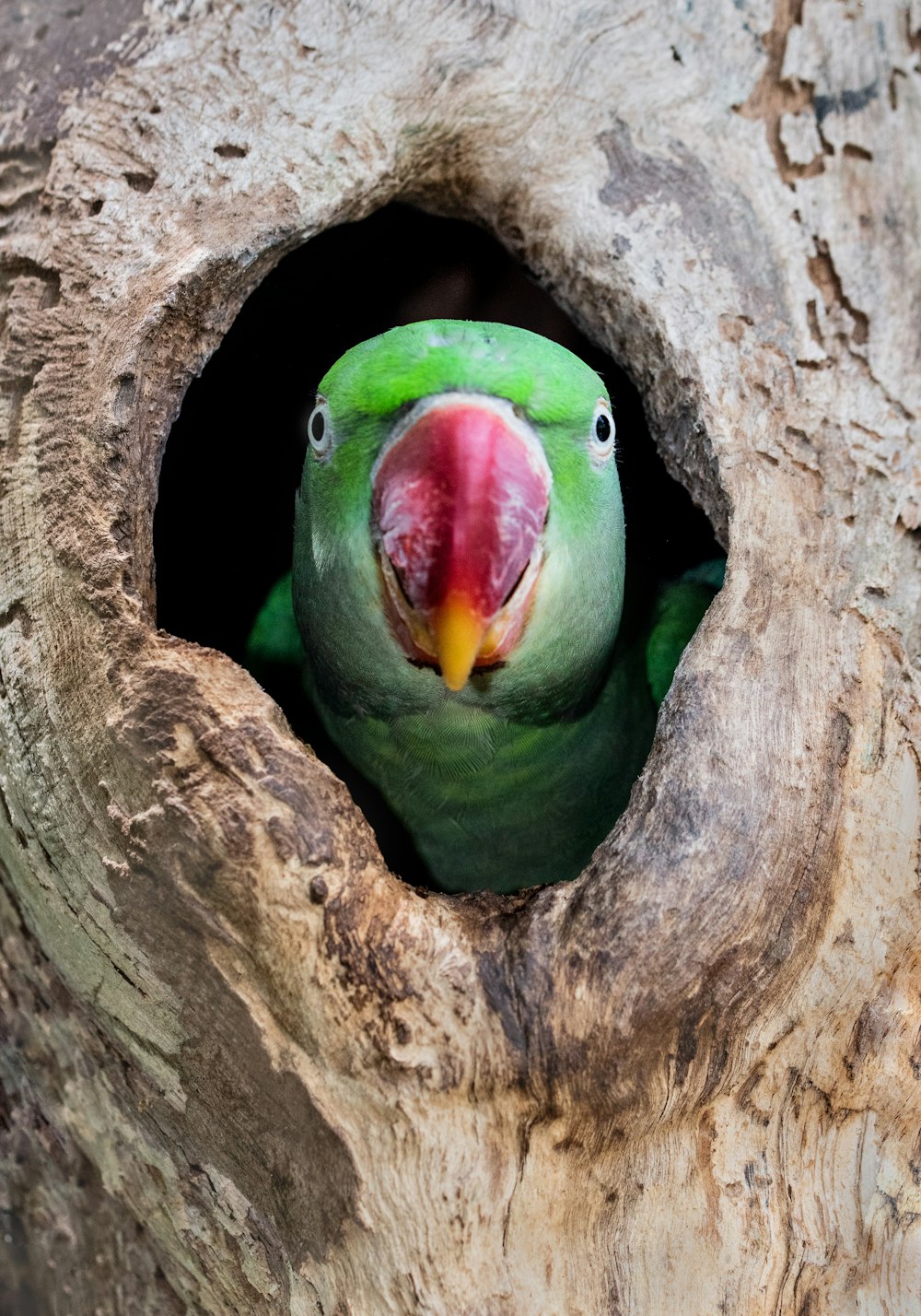 green and yellow bird on brown tree branch