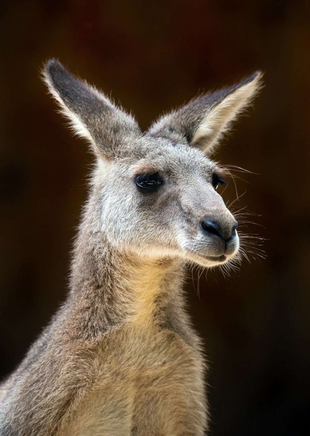 kangourou brun en gros plan photographie