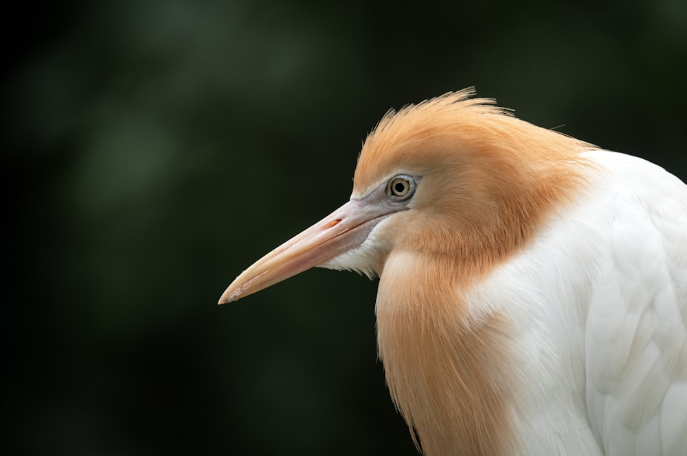 클로즈업 사진의 흰색과 갈색 새