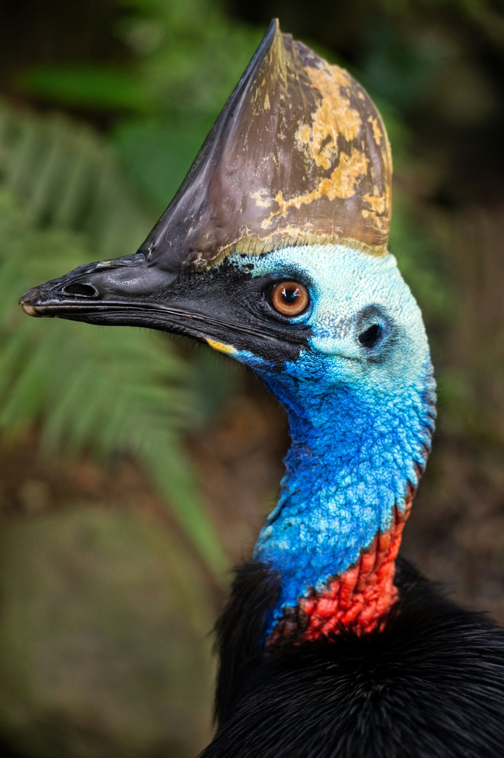 brown blue and green bird