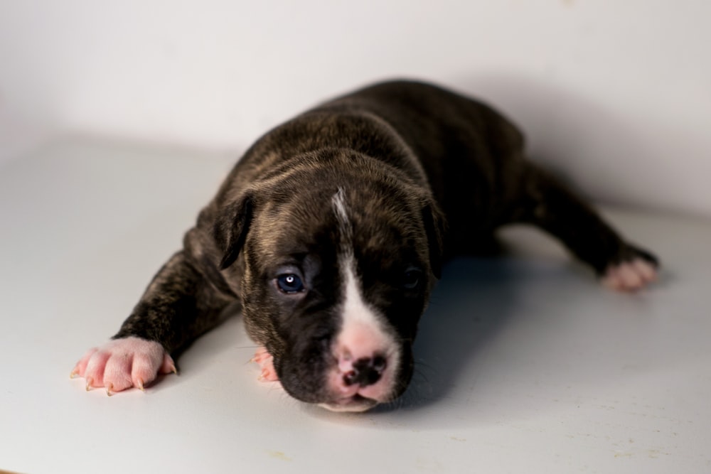 black and white short coated dog lying on white ceramic bathtub