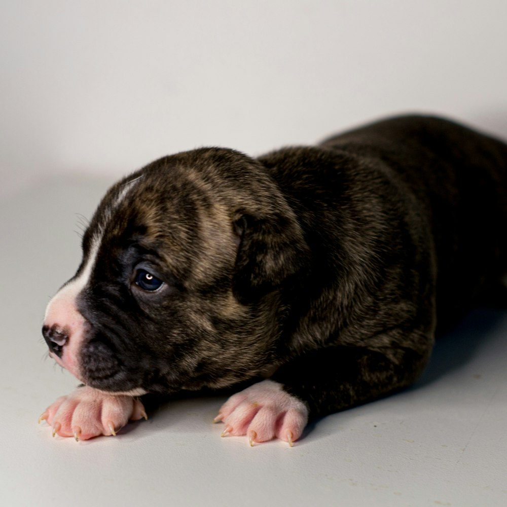 black and white short coated dog lying on white floor