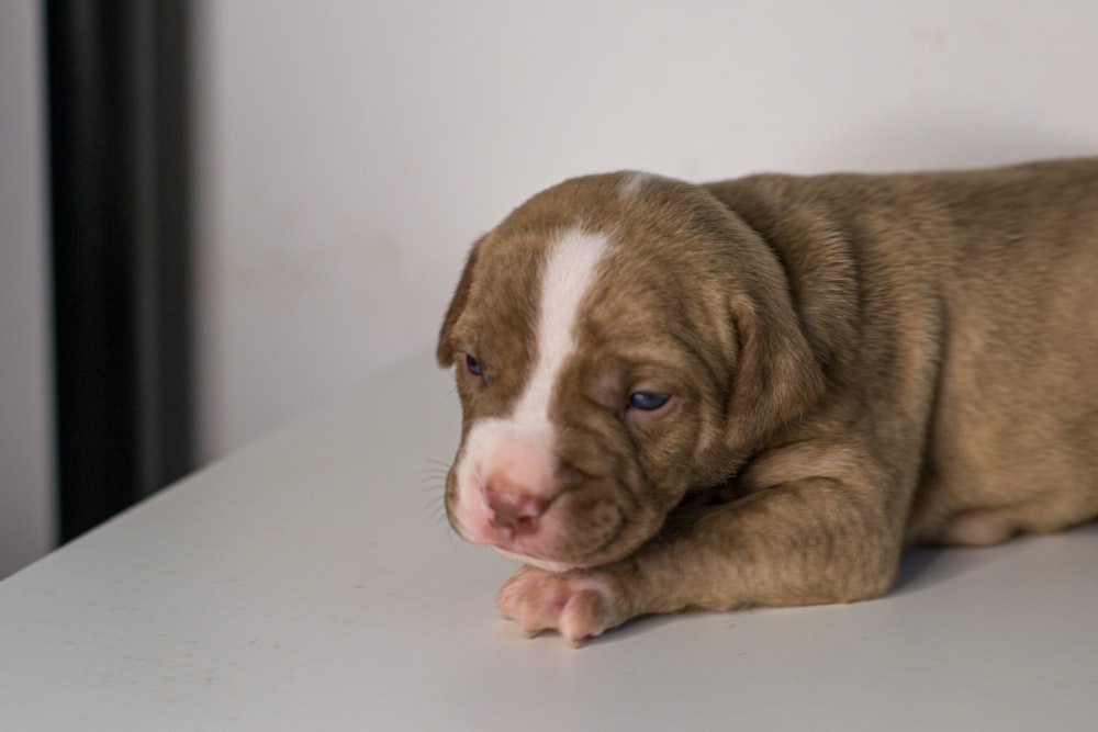 brown and white short coated dog