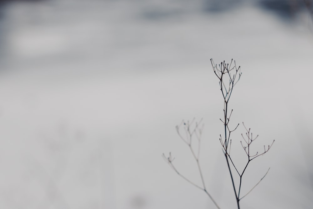 leafless tree covered with snow