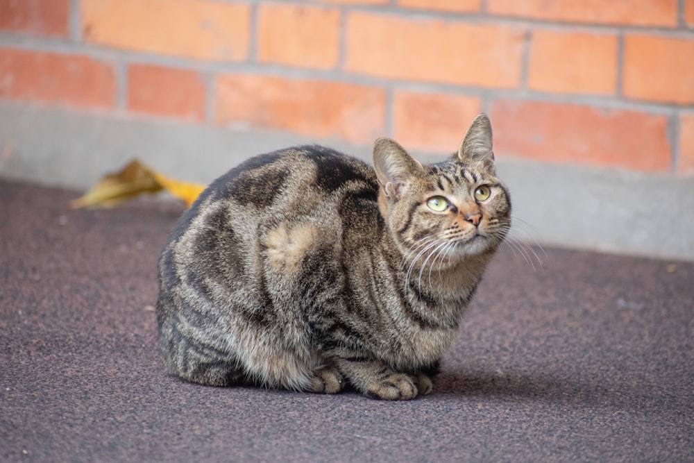 brown tabby cat on gray textile