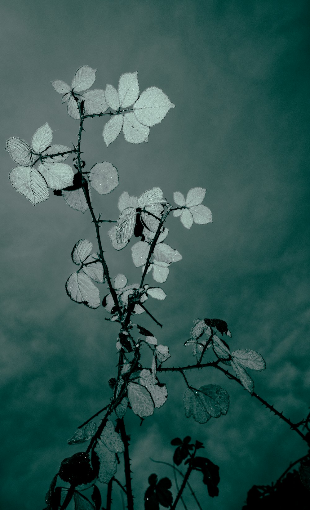 weiße Blume unter blauem Himmel