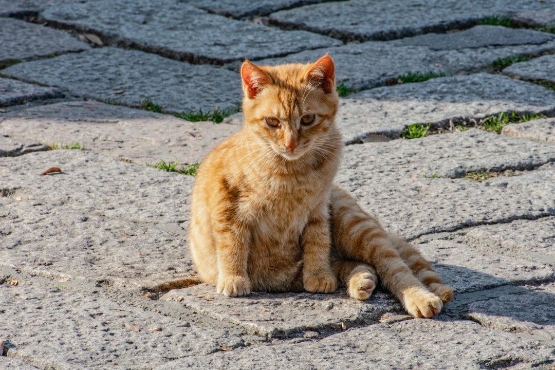 orange tabby cat sitting on gray concrete floor