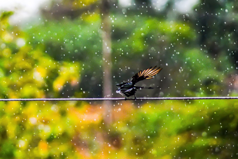 black bird on a wire