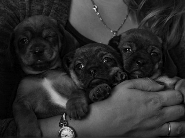 Three small puppies are comfortably nestled in a person's arms. The puppies have expressive eyes, and one of them is playfully winking. The person is wearing a sweater and a watch, and only their hands are visible. The photo is in black and white, adding a classic and timeless feel.