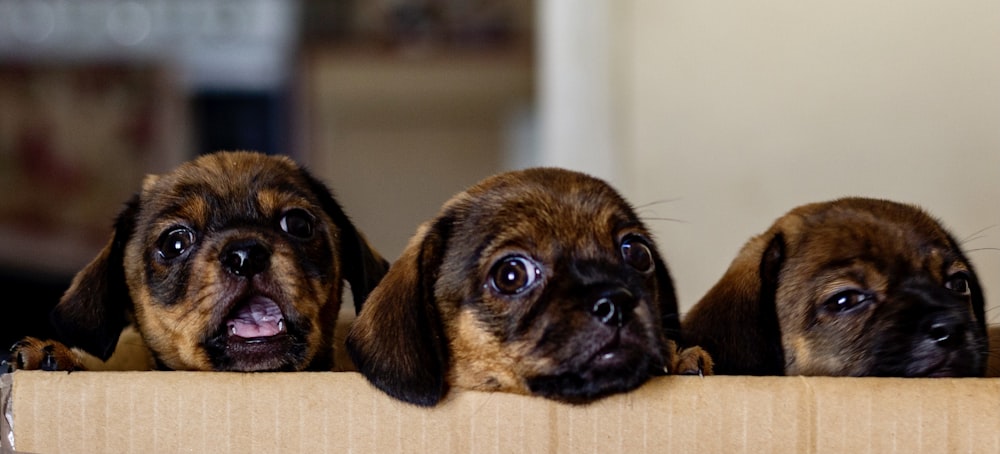 brown and black short coated puppy