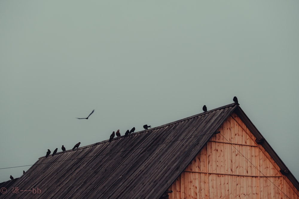 birds flying over brown wooden house during daytime