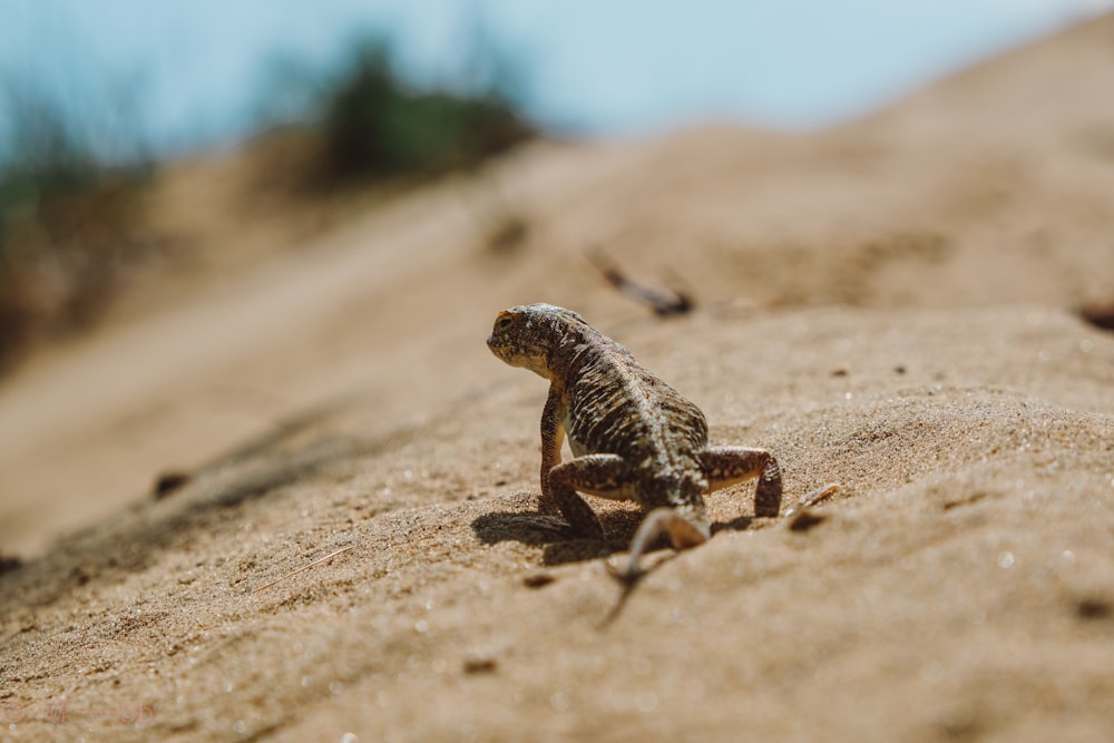 brown and black lizard on brown sand during daytime