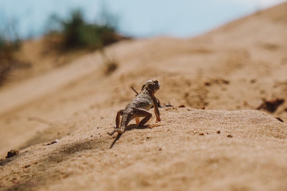 brown and gray lizard on brown sand during daytime