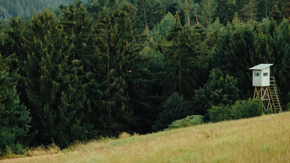 green trees on brown grass field during daytime