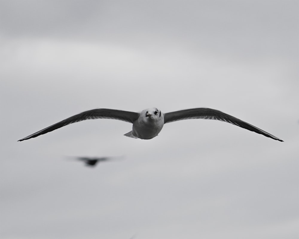 white and black bird flying