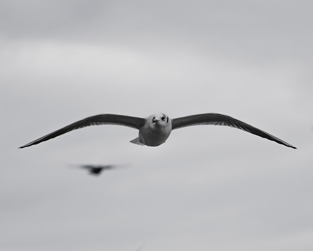 oiseau blanc et noir volant