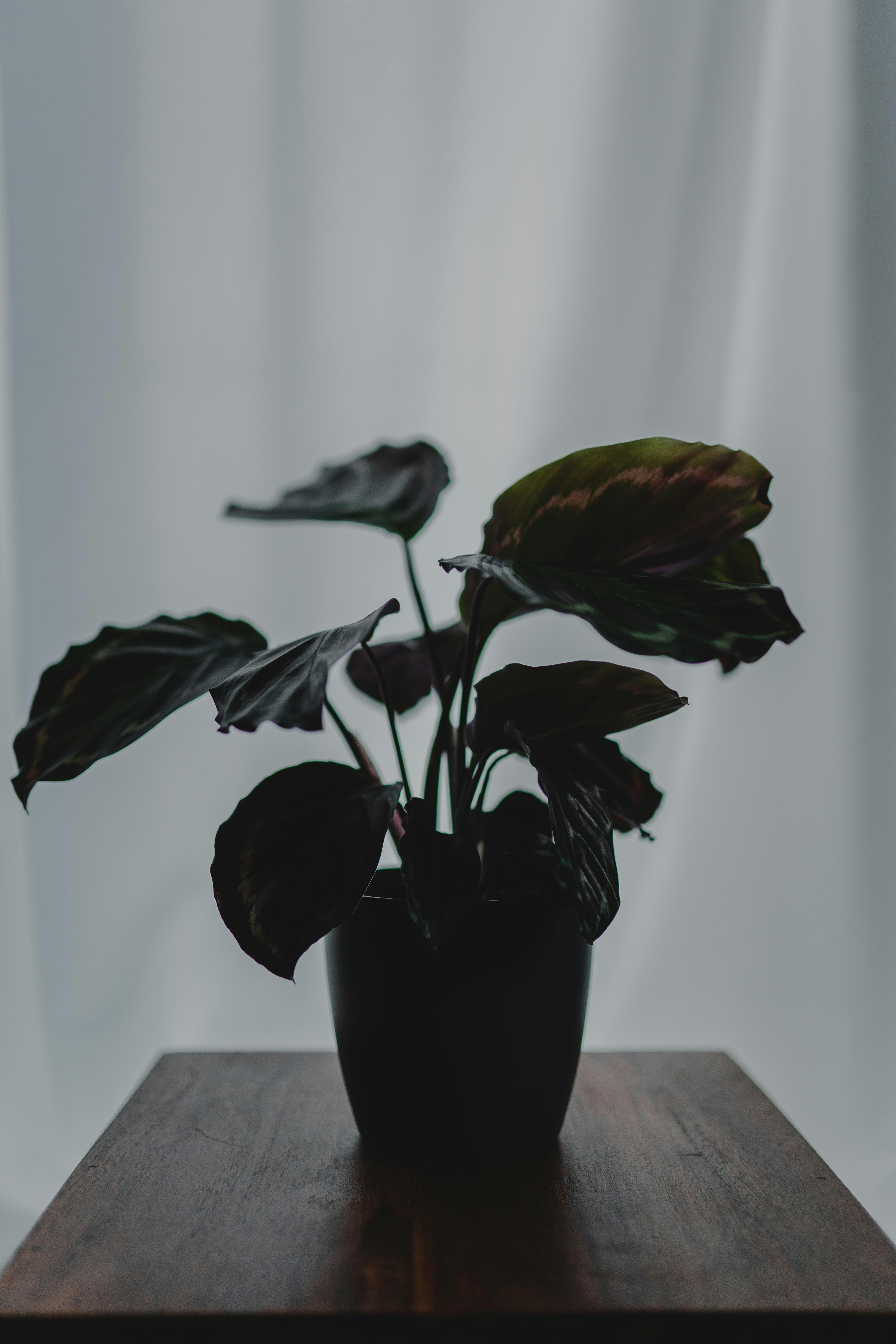 green plant on black ceramic vase