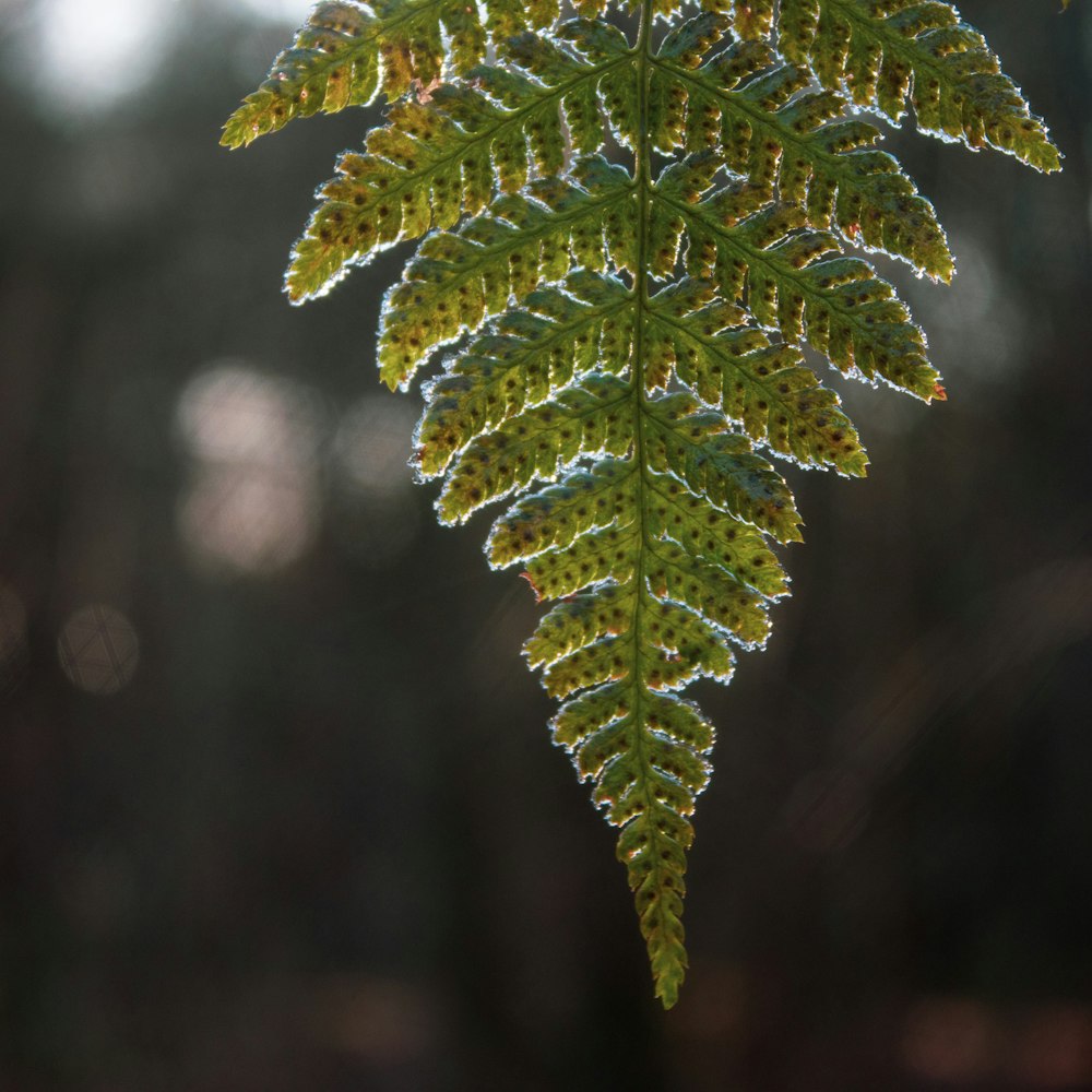 green leaf in close up photography