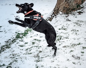 black short coat medium dog running on snow covered ground during daytime
