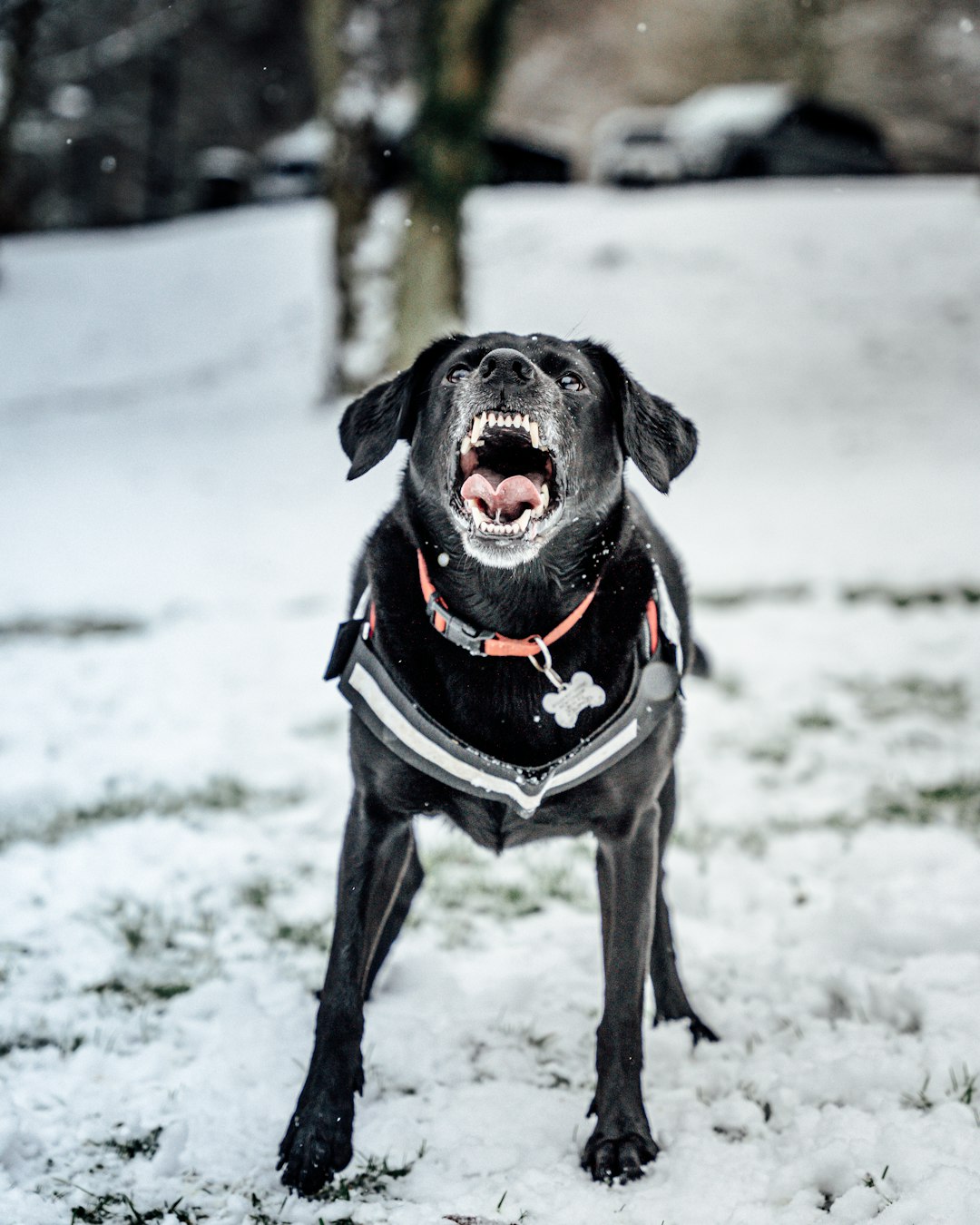 black and white short coated dog on snow covered ground during daytime