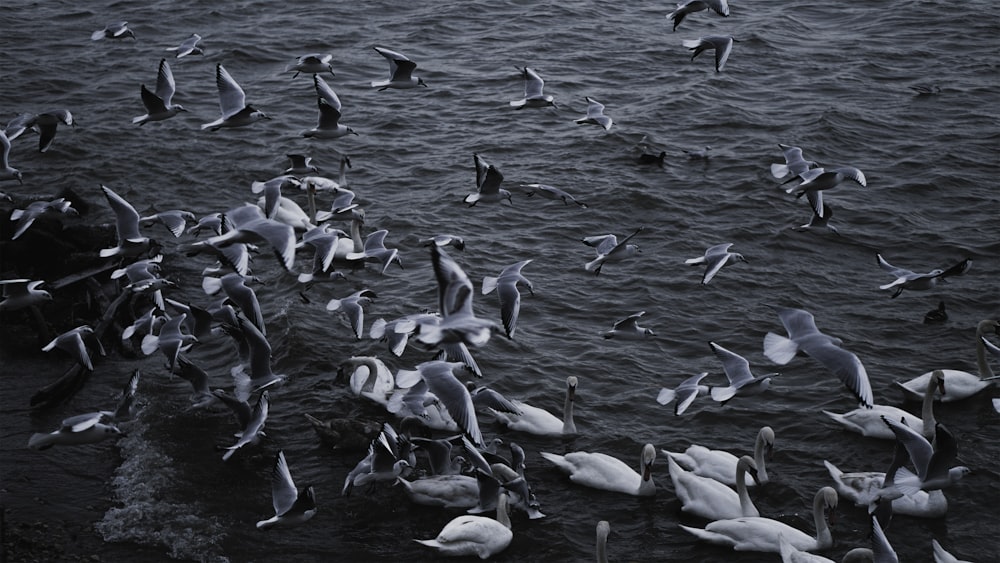 bandada de pájaros blancos en el agua durante el día