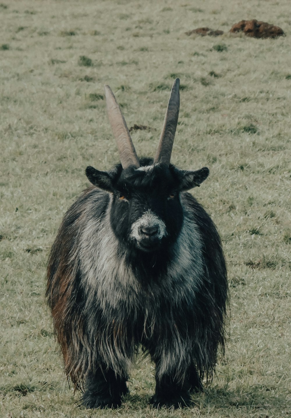 black and brown animal on green grass field during daytime