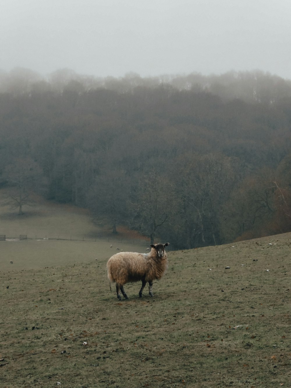 pecore marroni su campo marrone durante il giorno