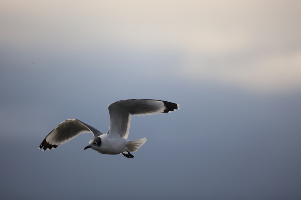 white and black bird flying