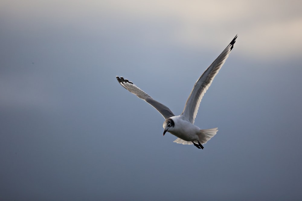 white and black bird flying