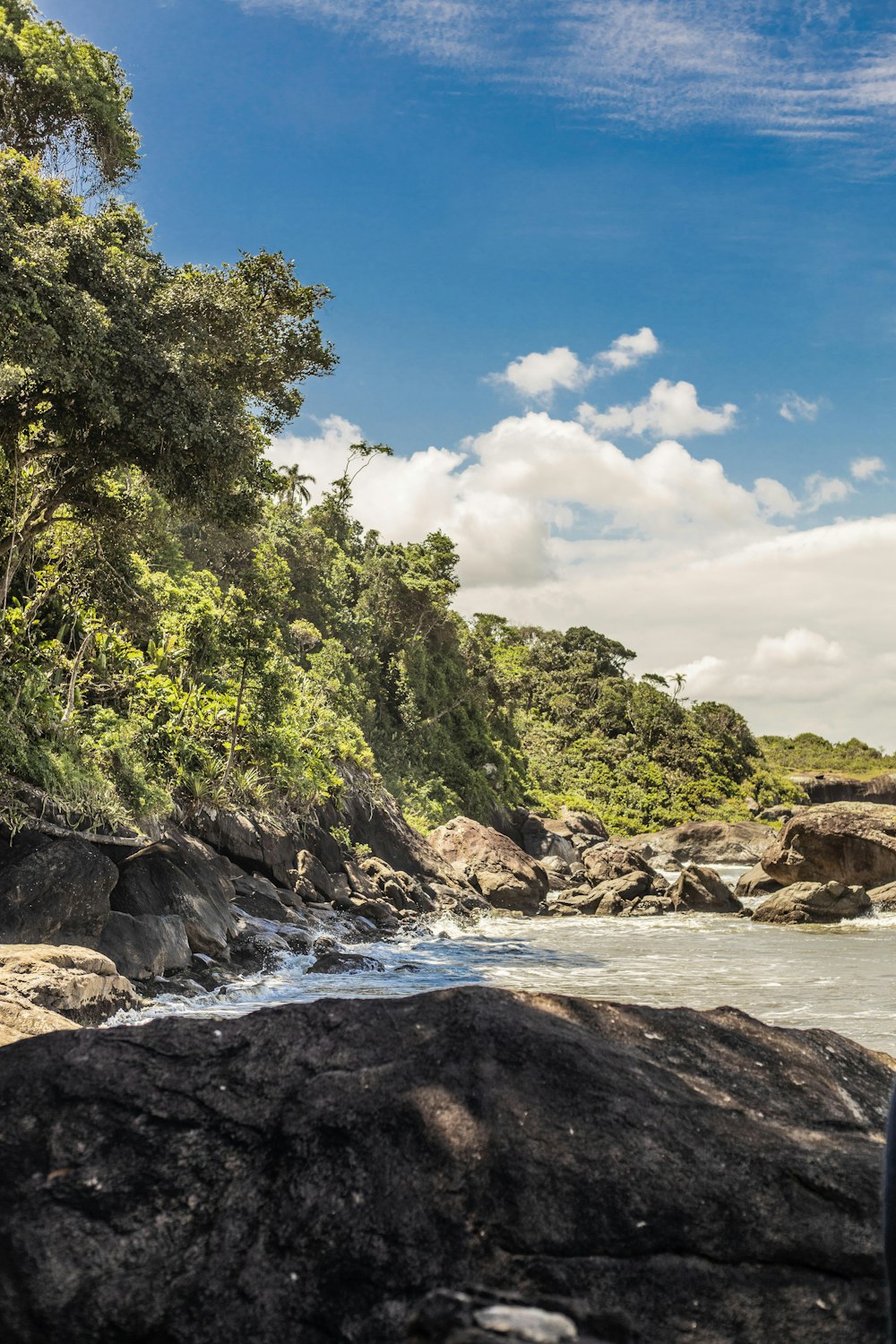 arbres verts au bord d’un plan d’eau pendant la journée