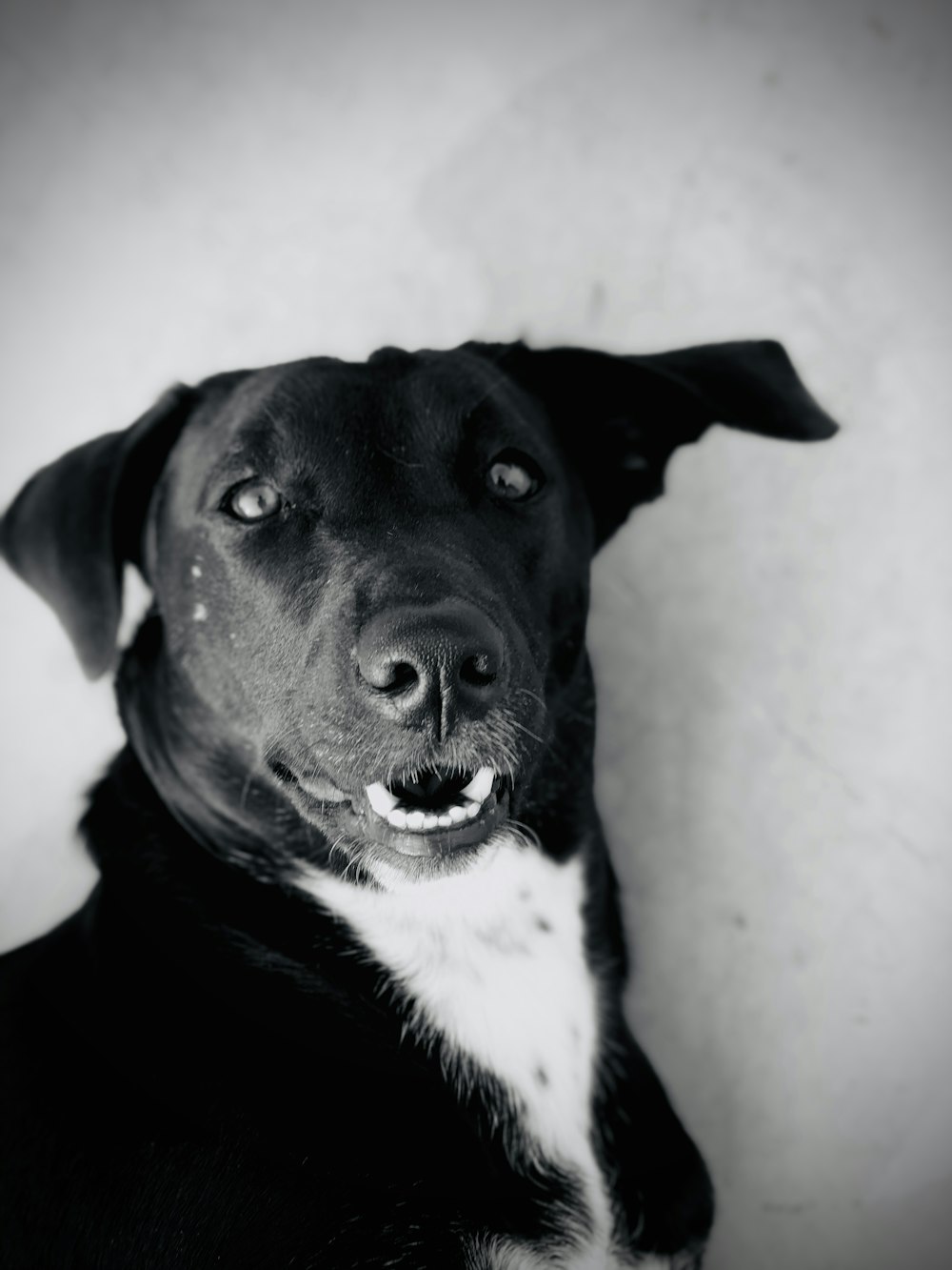 black and white short coated dog