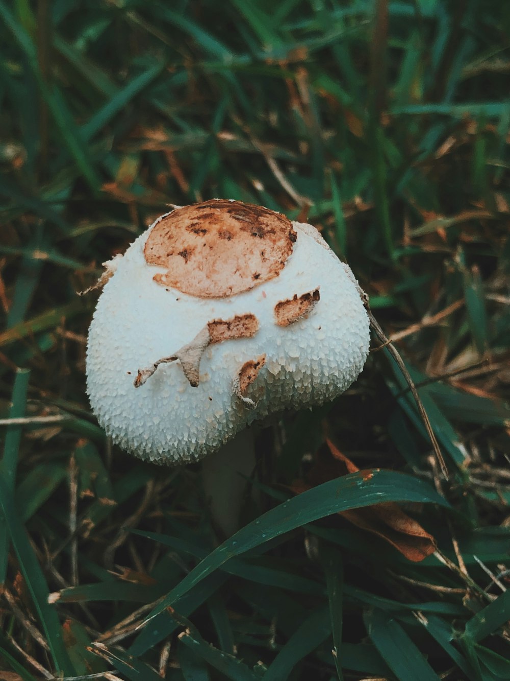 white and brown mushroom on green grass