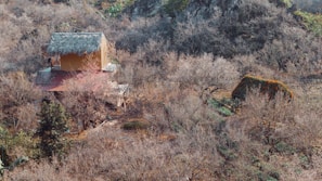 A rustic thatched-roof house is nestled among dense, leafless trees and shrubs in a mountainous region. The house appears to be elevated slightly and surrounded by nature, indicating a sense of isolation and tranquility. There is a noticeable green tree with orange flowers in the lower right side of the image, adding a dash of vibrant color to the otherwise muted landscape. Pathways cutting through the vegetation can be seen leading towards the house.