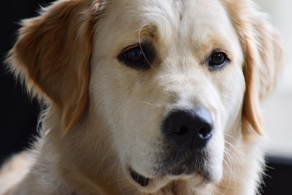 Golden Retriever auf dem Boden liegend