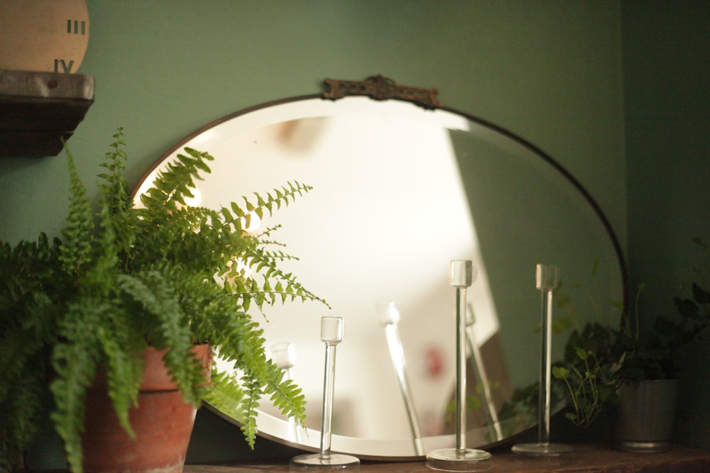 Planta blanca y verde sobre mesa de madera marrón