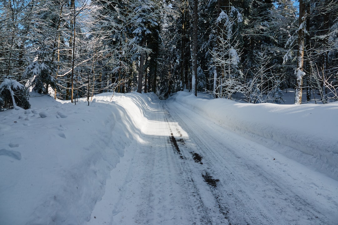 snow covered road between trees during daytime