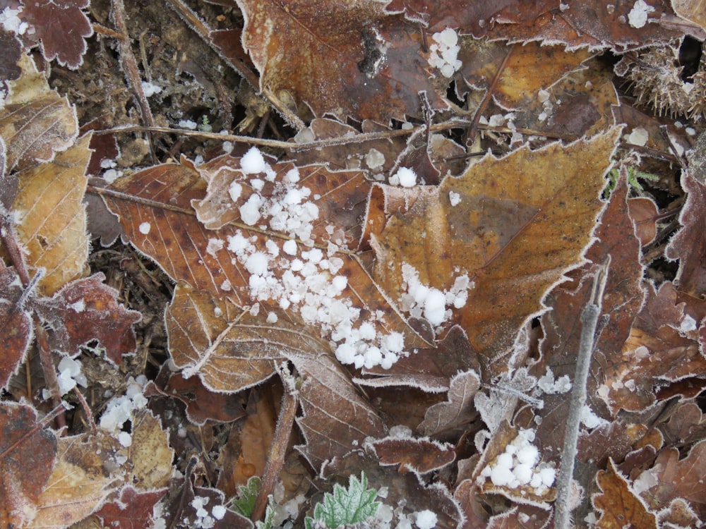 brown dried leaves on ground