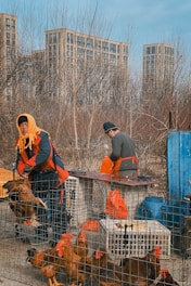 Two individuals are outdoors in an urban environment, working near cages filled with chickens. One person is handling chickens, while the other seems to be at a workstation with various tools and objects. Buildings and leafless trees are visible in the background, indicating a winter setting.