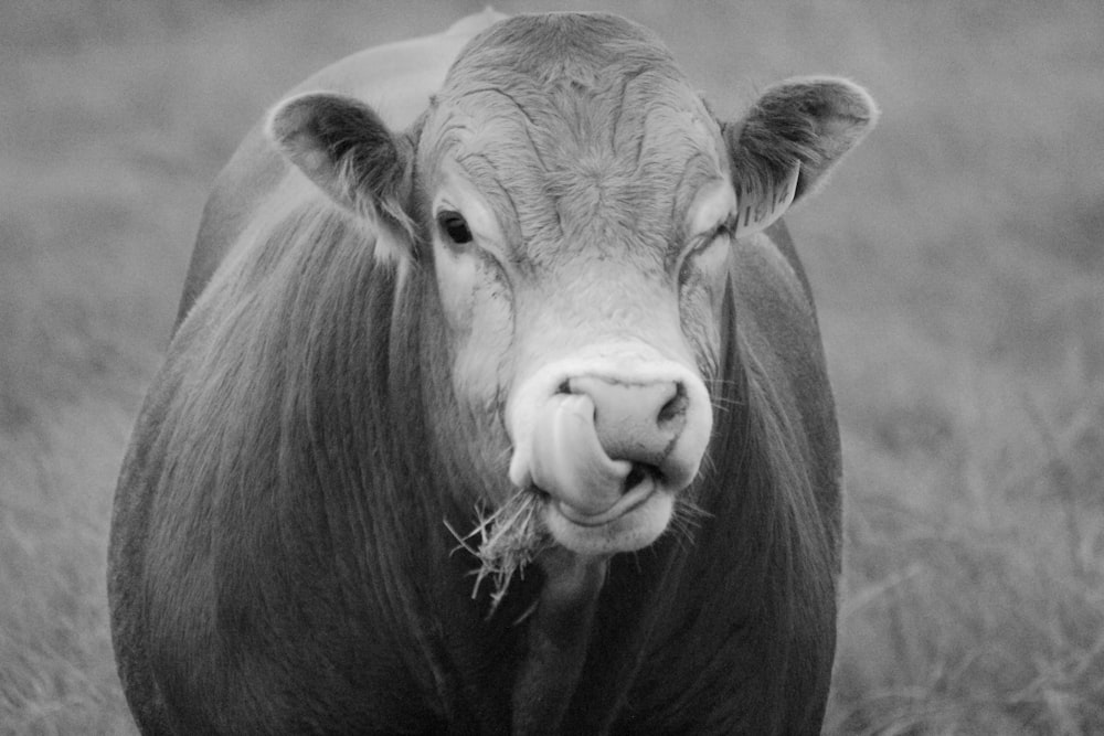 grayscale photo of cows head