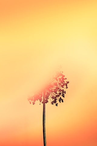 pink and white flower on black metal stand